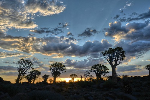 camping camp vacation holiday hot colour silhouette desert dry colourful stark namibia arid keetmanshoop quivertree kokerboom aloedichotoma quivertreeforest choje kokerboomwoud quivertreerestcamp