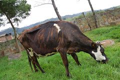 Vaca en Cabaña Villa del Viento