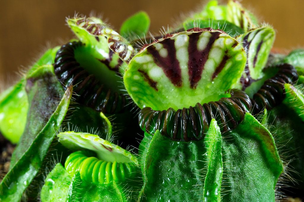 Cephalotus Dudley Watts | Taudan Plants | Flickr
