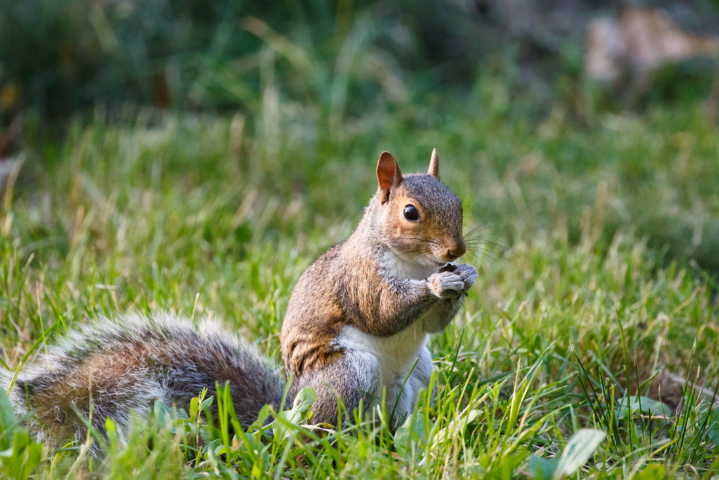 Squirrel | A squirrel having a snack in Riverside Park, New … | Flickr