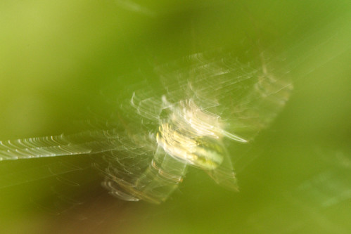 6.26.13. angry spider shakes web | by Mikeinwayne...On and off...