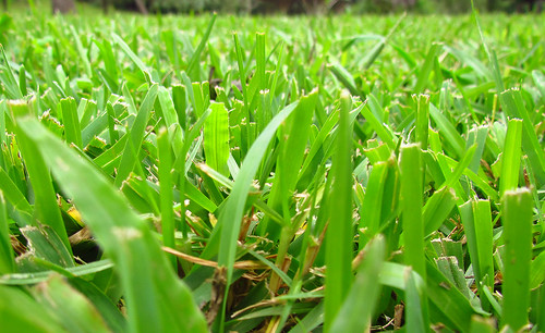macro verde green grass canon pasto cerca canonpowershot xalapa césped canonpowershotsx30