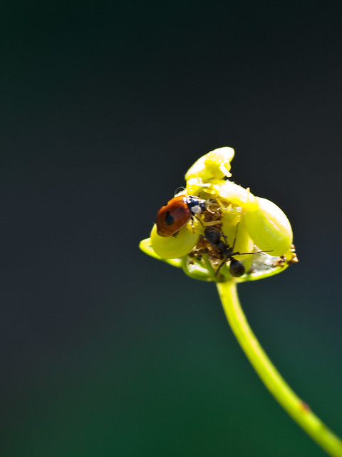 Ladybug & Ant Investigate Webworm Home Inside of Parsnip Seed Head