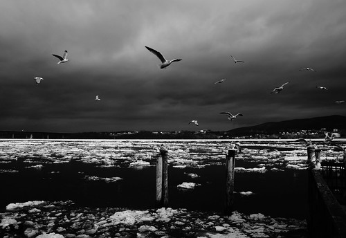 blackandwhite bird ice river seagull gull hudsonriver i84 hudsonvalley beaconnewyork hudsonriverice newburghnewyork sonyslta65v i84hudsonriverbridge hurongull