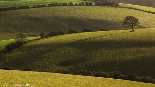 park uk light england tree green lines rural way downs photography sussex evening countryside britain south country farming hills national gb fields southdowns