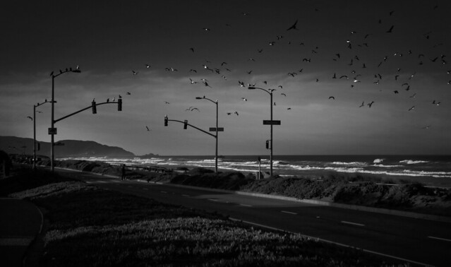 seagulls at street lights on Great Highway, san francisco 2014