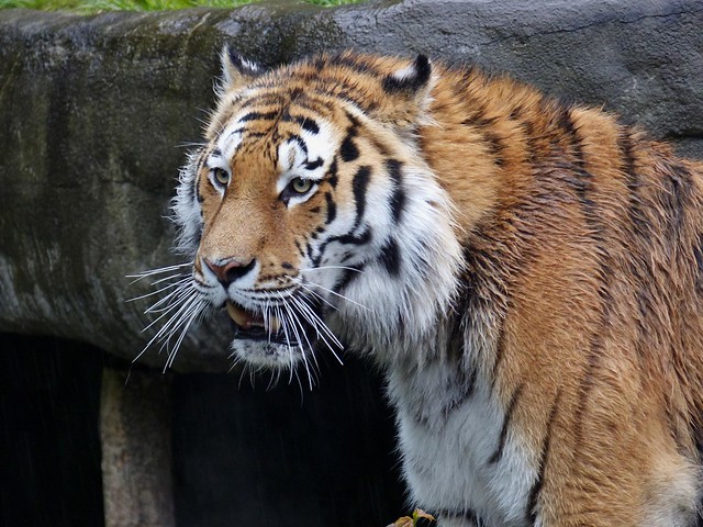 sibirischer Tiger Lailek, rainy day.