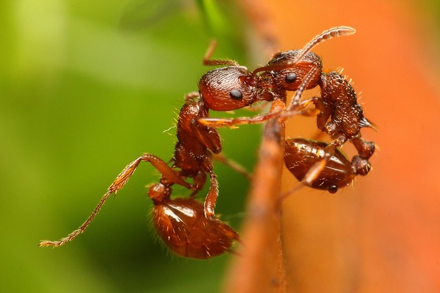 On the Edge - Rote Gartenameise (Myrmica rubra) vs. Knotenameise (Myrmica sp.)