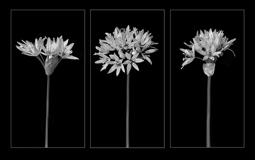 Wild garlic triptych | by Chris Tidman Photography
