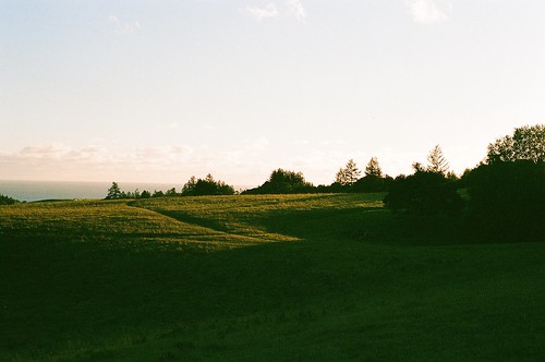 evening meadow