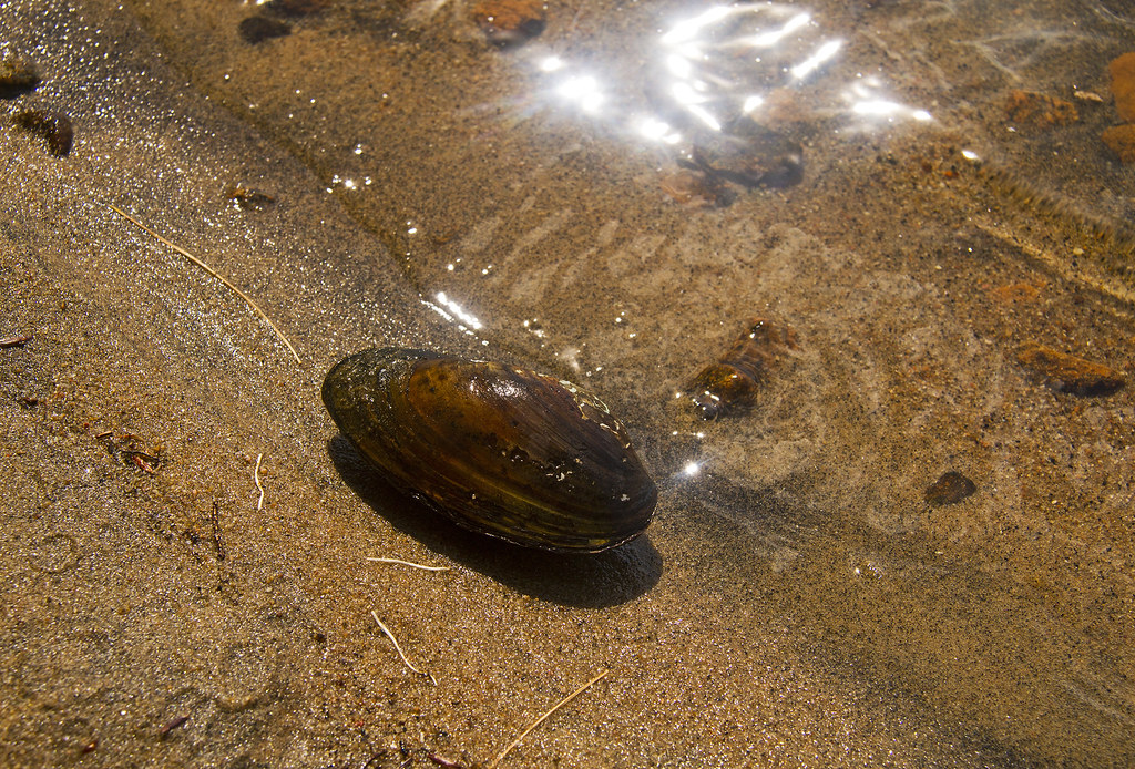 Shallow Lake and Eastern Elliptio Freshwater Mussels