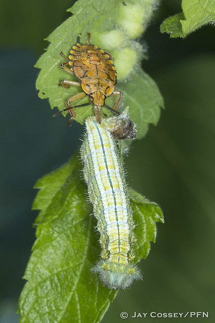 Predatory Insect Nymph Predatory Stink Bug (Asopinae) nymph eating Tawny Emperor … | Flickr