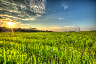 Sunset on rice field