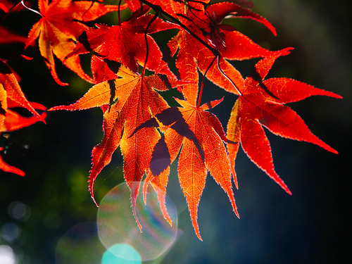 Maple, Summer 20123 | by Ian Gunstone