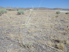 Vicinity of Contact Nevada: sagebrush steppe