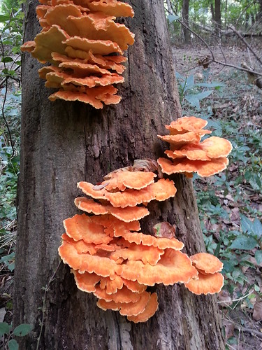 orange mushrooms woods missouri fungus castlewoodstatepark growingontree ballwinmo
