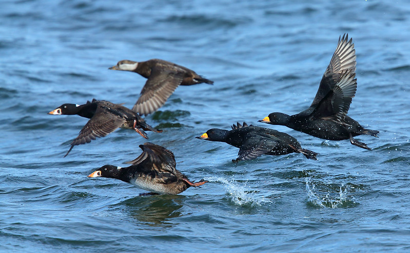 Surf and Black Scoter - launch