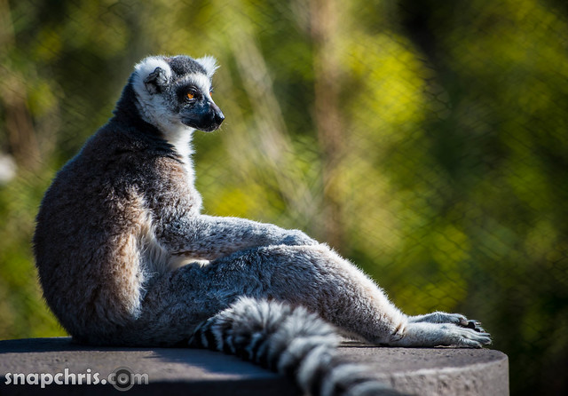 lemur sunning himself