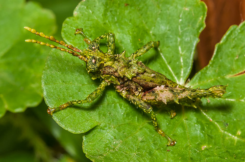 insect costarica orthoptera caelifera neotropical ranchonaturalista