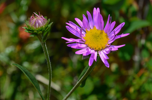 <p><i>Symphyotrichum foliaceum</i>, Asteraceae<br />
Cypress Mountain, West Vancouver, British Columbia, Canada<br />
Nikon D5100, 18-55 mm f/3.5-5.6<br />
August 5, 2013</p>