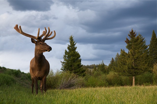 Canon 24-105 @ 82mm, Yellowstone Elk in lush meadow habitat