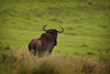 Image: Wildebeest Looking Beyond