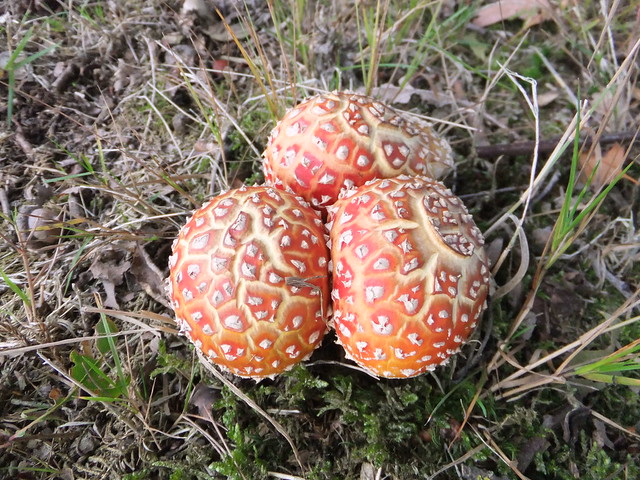 Fly agaric triplets