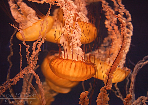 ocean water aquarium jellyfish pacific brianknott forgetmeknottphotography fmkphoto