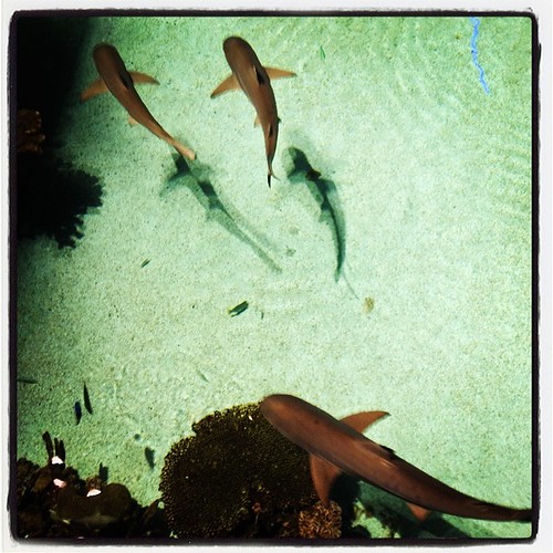 Stay out of the water!!! #shark #aquarium #fieldtrip #sharkattack | by Matthew John Moser