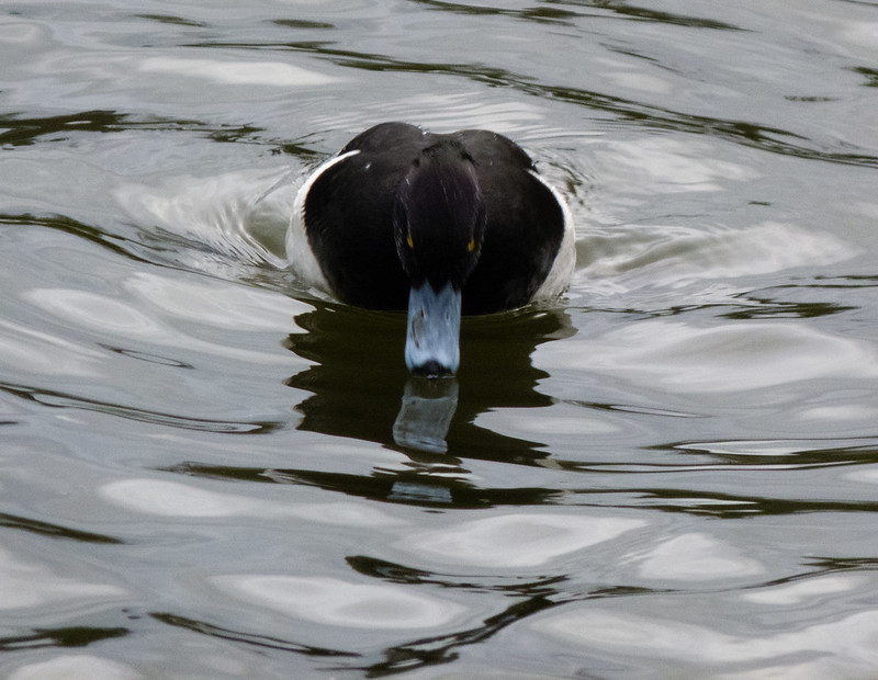 Tufted duck male, West Park
