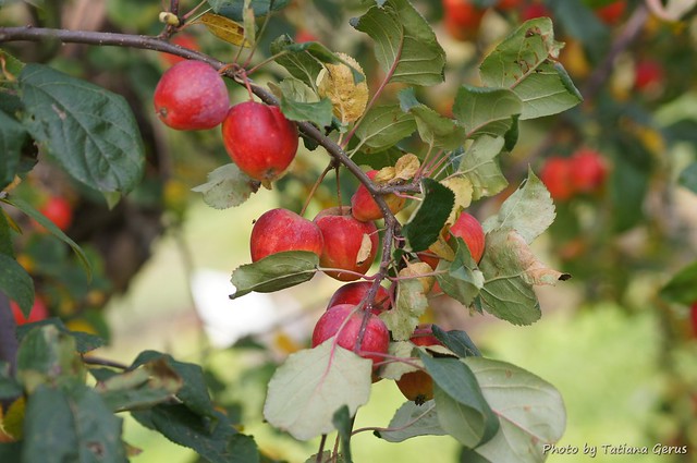 Sierian apples, Яблоня сибирская - Ранетка