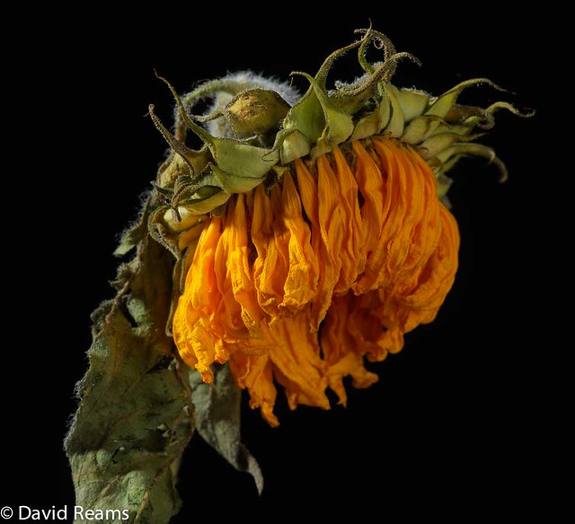 Dead Sunflower #1 (1 of 1)