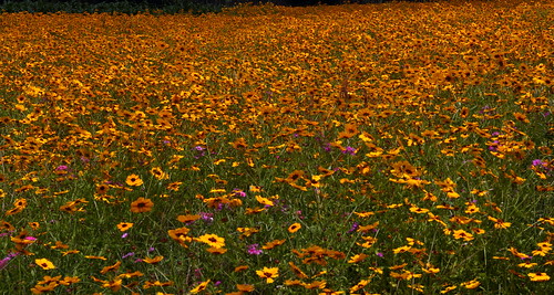 wild flower field yellow carpet state florida oz wizard daisy wildflower coreopsis