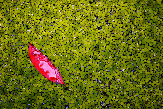 Abstract Nature Photography, Surreal Nature Photo, Spring Redbud leaf, in a sea of green leaves in a pond, Fine Art Photography Print