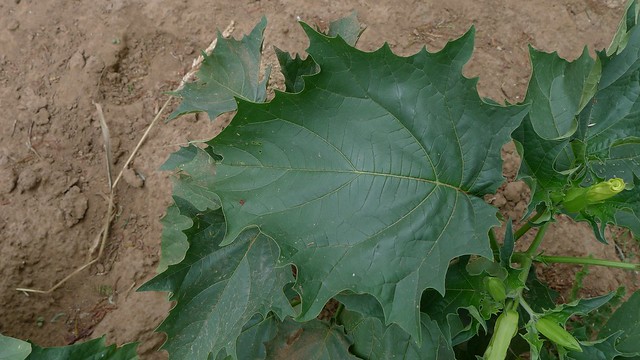 Datura stramonium leaf
