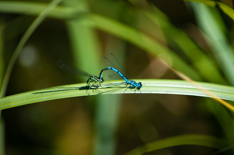 Common blue damselflies mating, Hampton in Arden