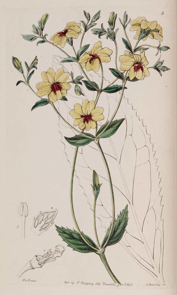 n7_w1150 | Edwards's botanical register.. London :James Ridg… | Flickr