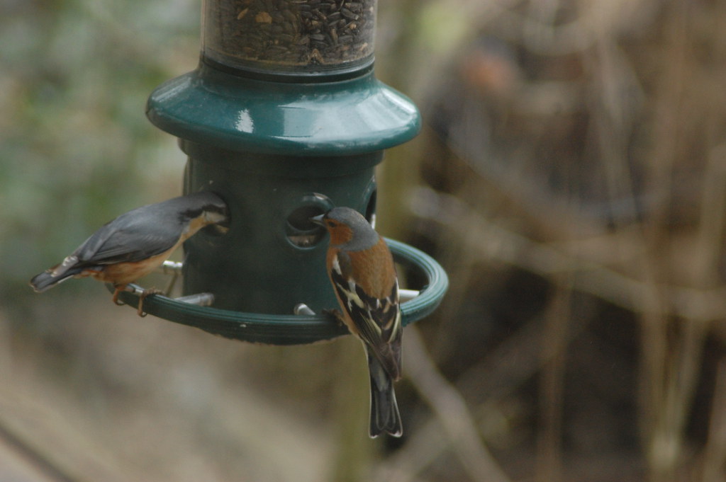 Nuthatch and Chaffinch