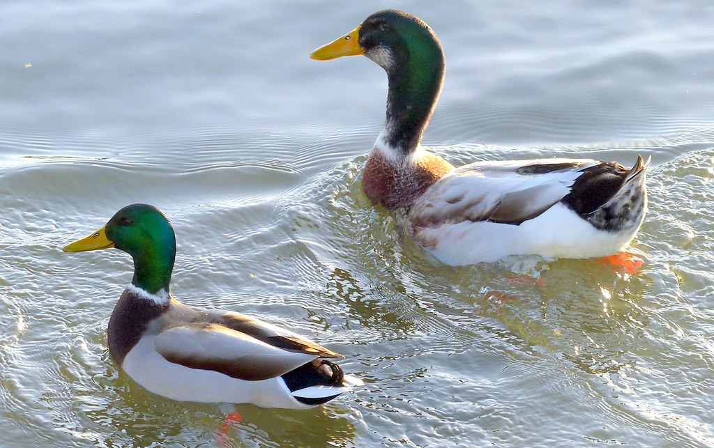 Male Mallard measures up to his massive French cousin