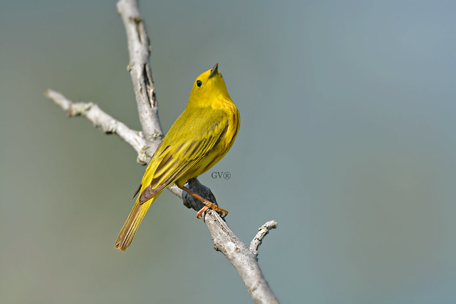 Yellow Warbler ~ Montreal, Parcs des Rapides