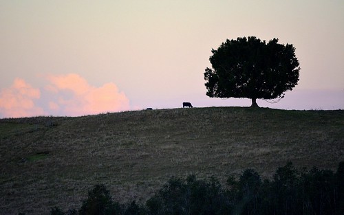 trees sky tree shadows cattle dusk australia crest nsw hillside sunsetclouds northernrivers richmondvalley doubtfulcreekvalley