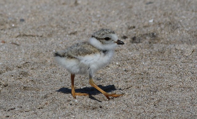 Endangered Piping Plover Chick