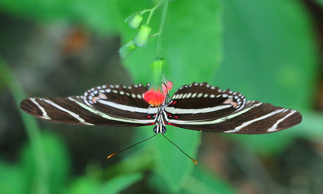 An upside down Zebra Butterfly. (Una Mariposa, patas arriba).