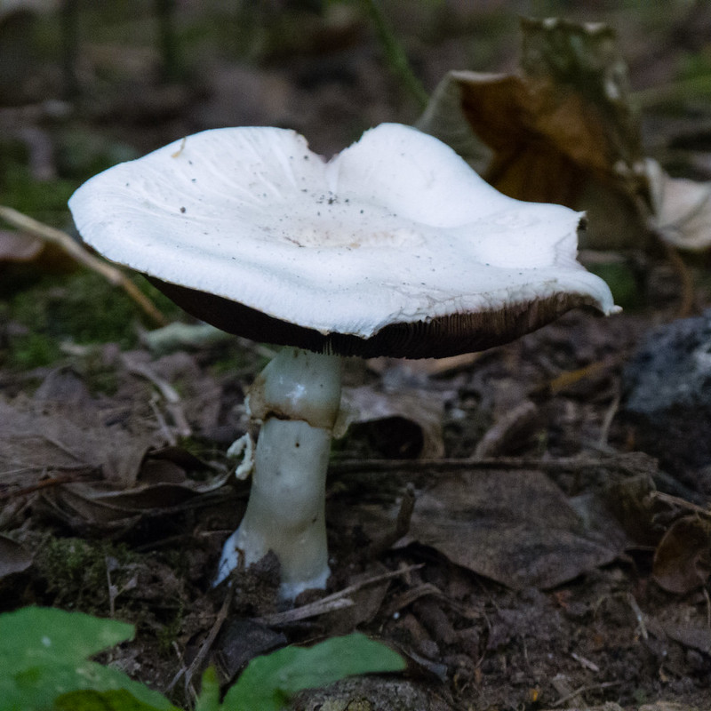 Wood mushroom