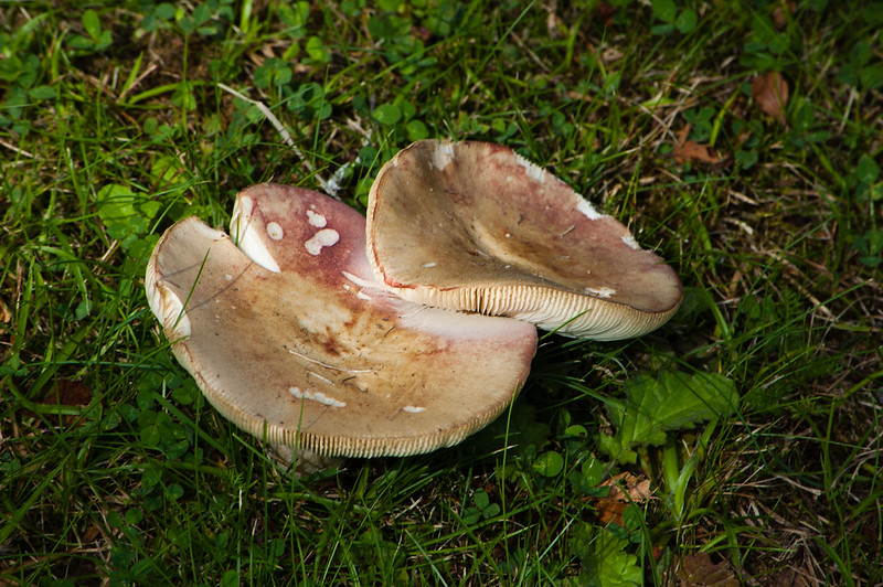Birch brittlegills