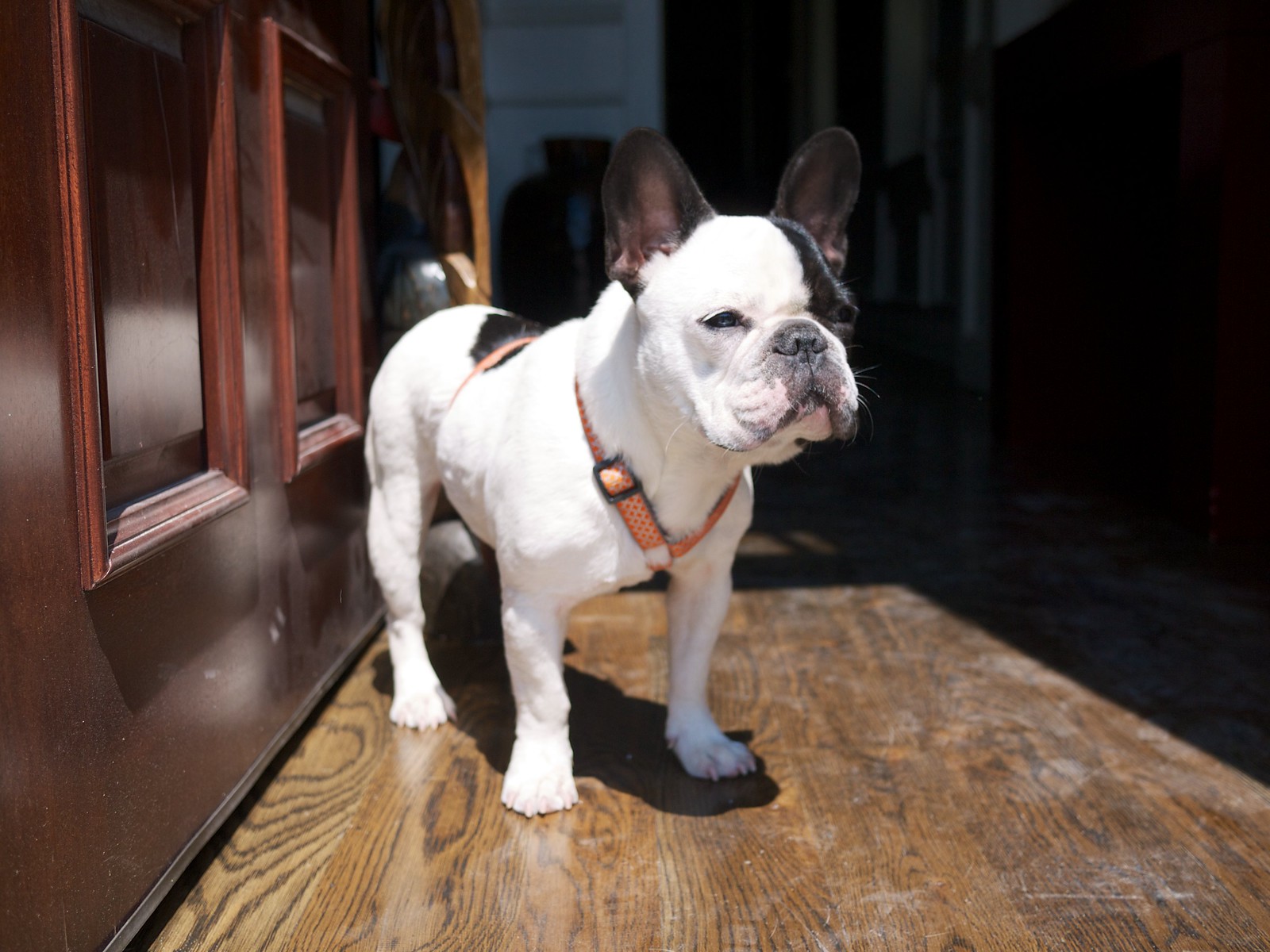 Dog of OTR