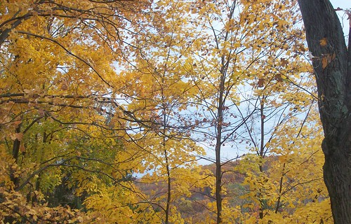 autumn trees and neighboring mountain