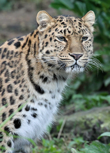 'Milena' - Amur Leopard