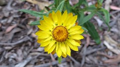 yellow daisy flower face