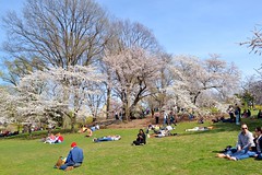 Central Park-Cherry Hill, 04.19.14